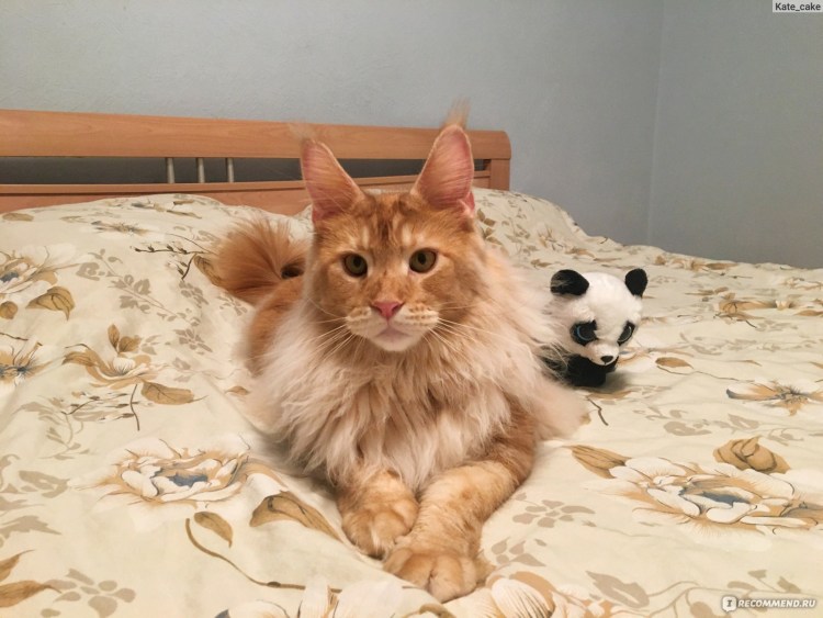 Мейн кун линяет