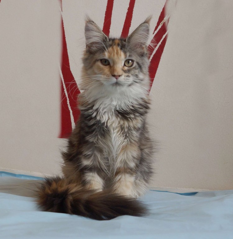 Экскременты Мейн кунов