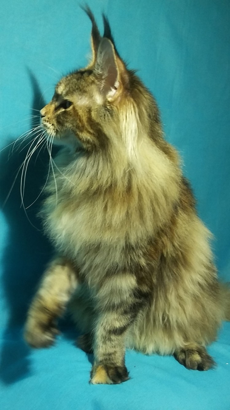 Грумминг Мейн кунов