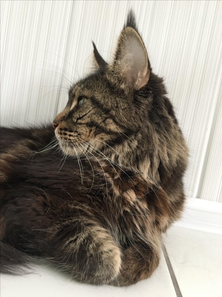 Шерсть кота