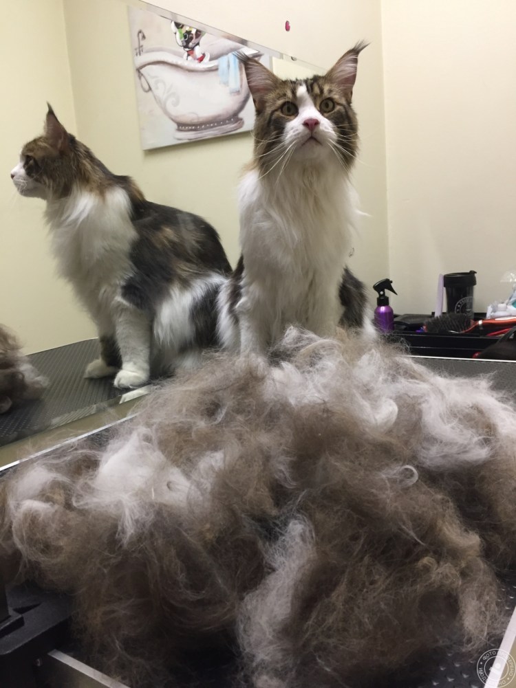 Грумер для кошек Мейн кунов