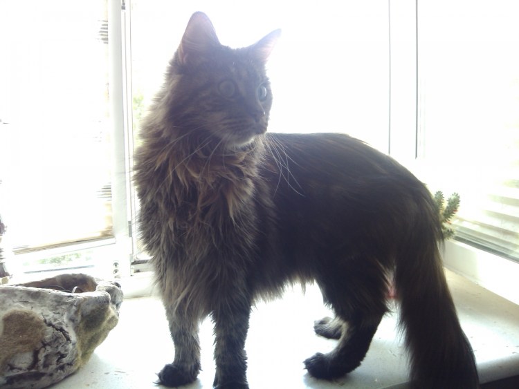 Мейн кун л. в. Жугля