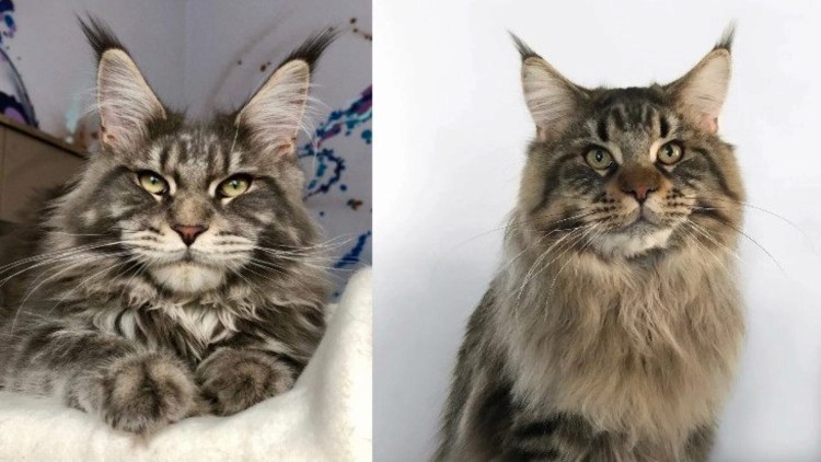 Мейн кун американский Тип