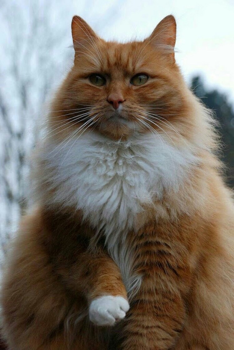 Светло рыжий кот