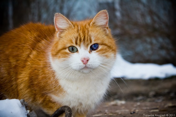 Рыжий котенок с белой грудкой