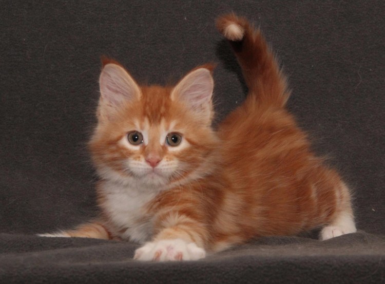 Рыжий гладкошерстный кот порода