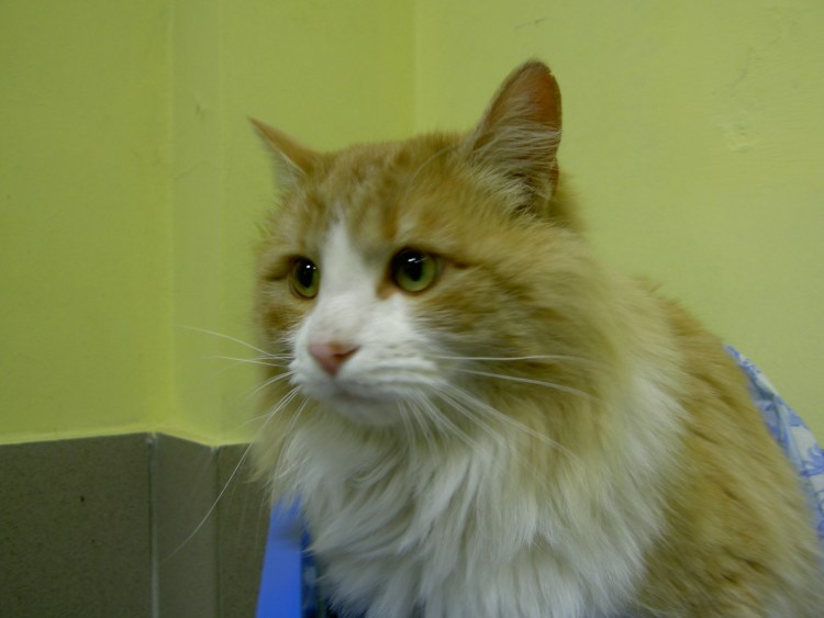 Сидячий кот