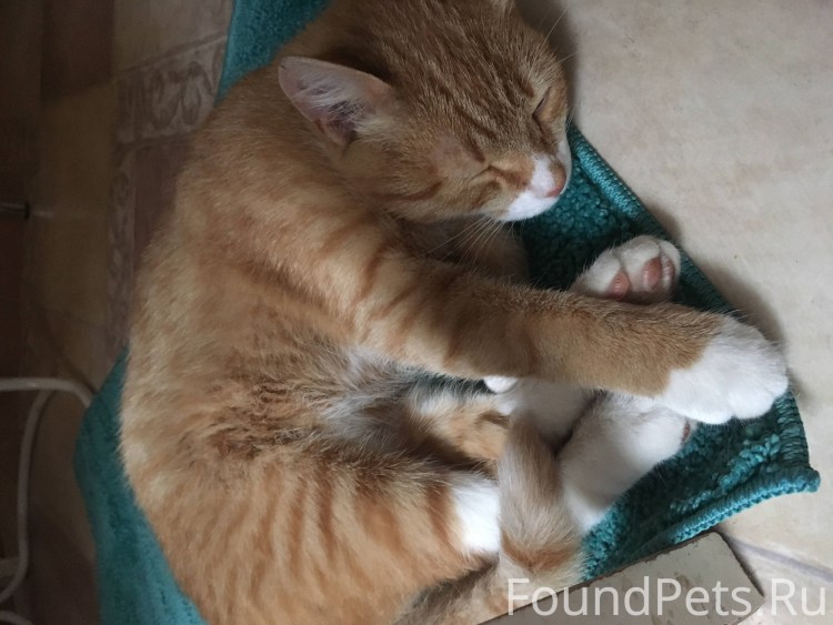 Бело-рыжий пушистый кот