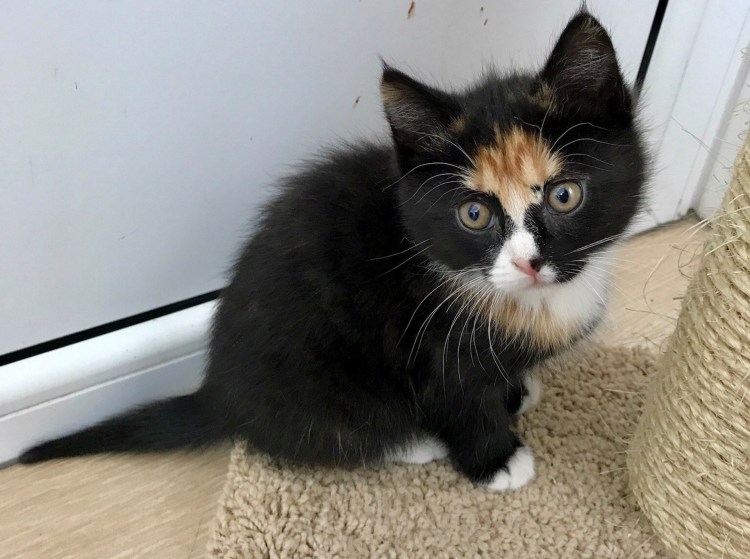 Бело рыжий грязный котенок