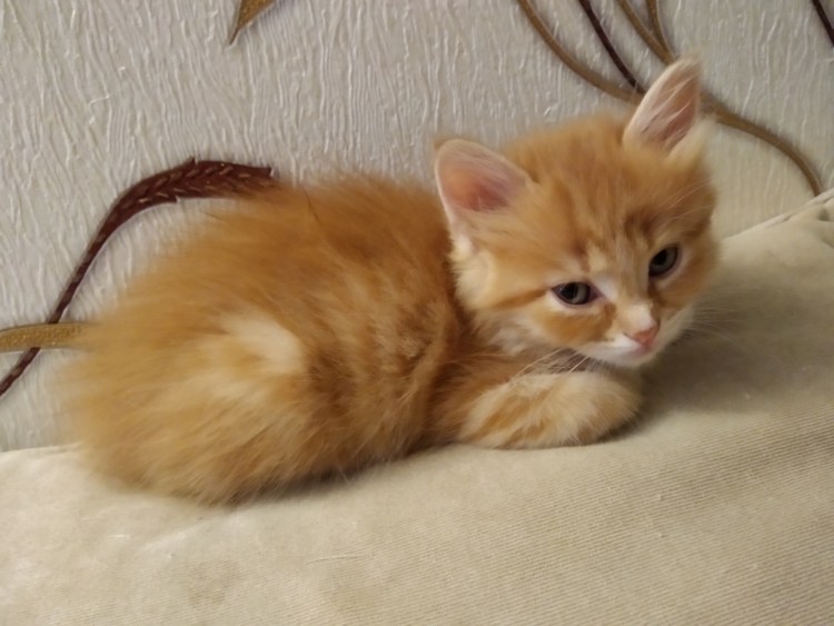 Как приманить котика его зовут Рыжик