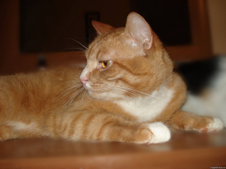 Ангорская кошка рыжая