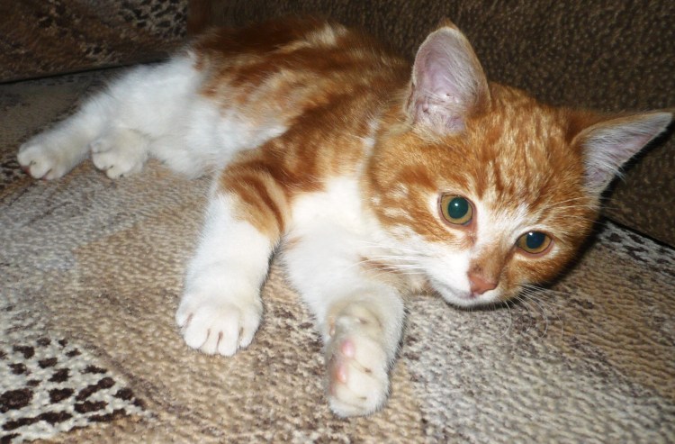 Рыжий котенок с белой грудкой