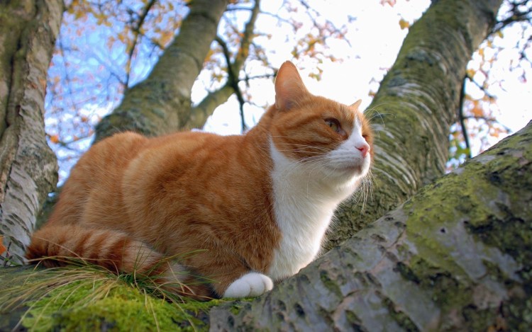 Рыжий кот с белой грудкой и лапами спящий