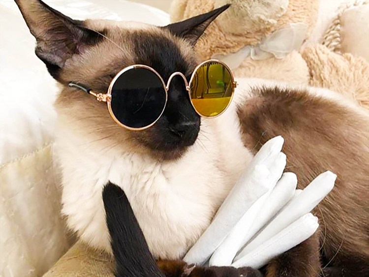 Кот в очках