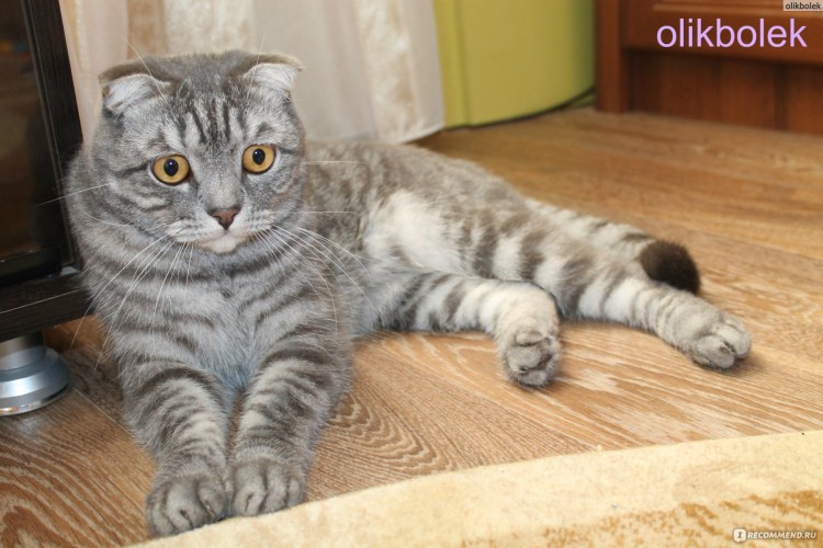 Шотландская вислоухая кошка метис
