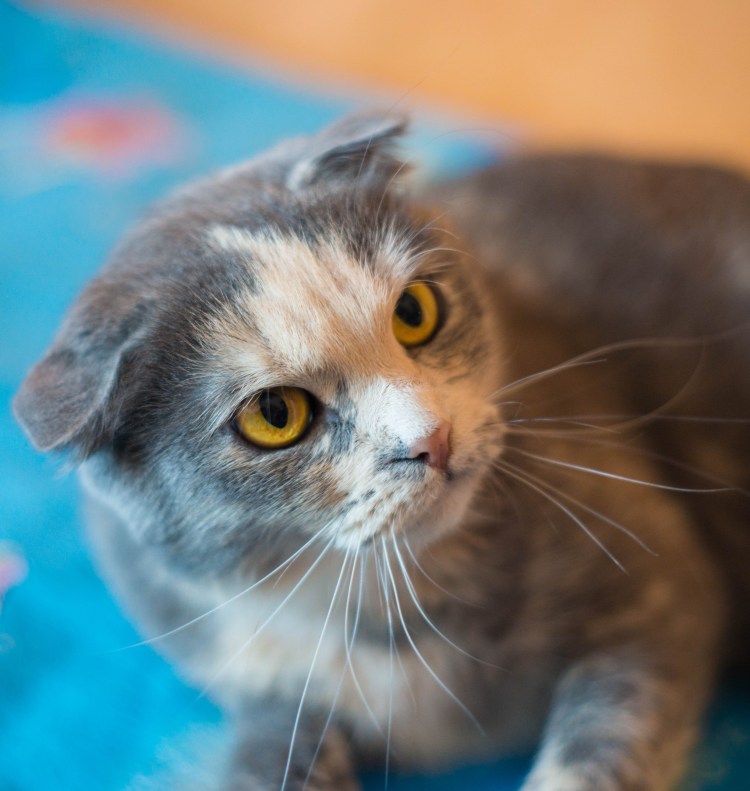 Метис скоттиш фолд