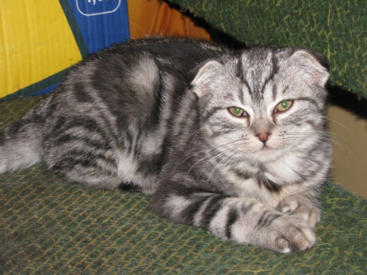 Вислоухие шотландцы мраморный скоттиш страйт