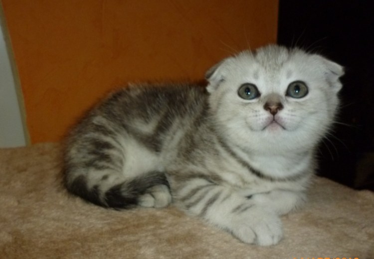 Скоттиш фолд котенок девочка прямоухая