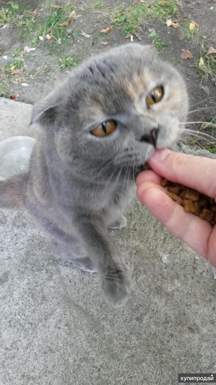 Помесь шотландской вислоухой