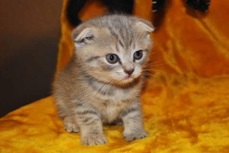 Шотландский вислоухий кот смесь