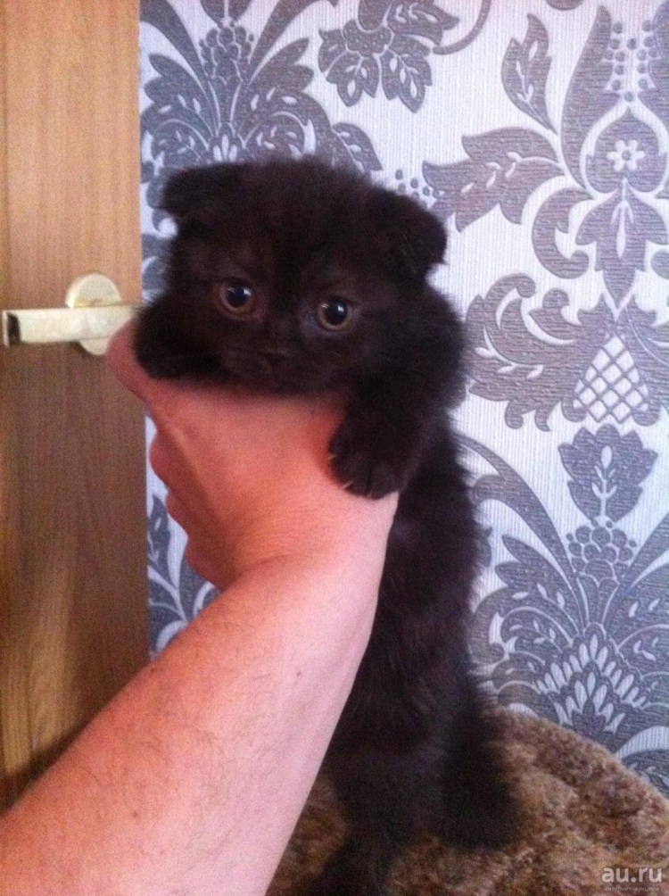 Смесь британца и шотландца