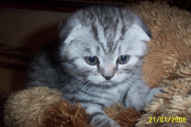 Метис скоттиш Рекса