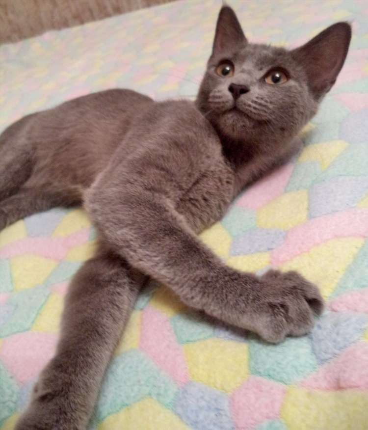 Смесь британца и шотландца вислоухого