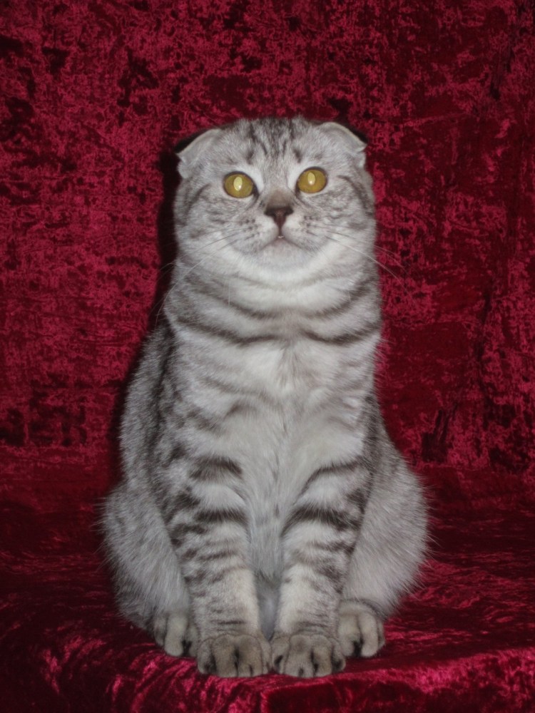 Метис скоттиш фолд