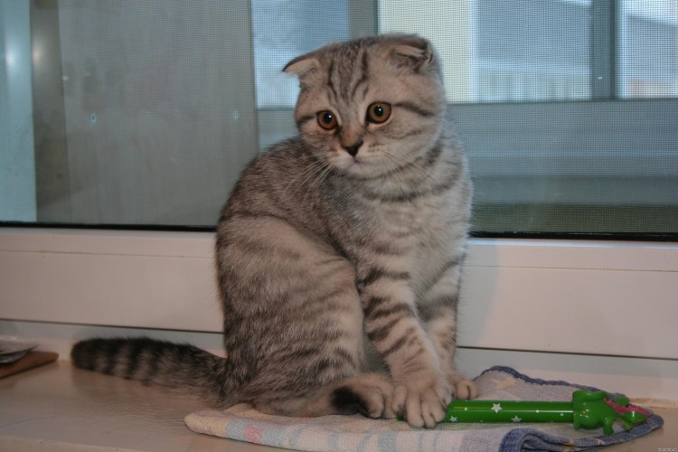 Шотландская вислоухая кошка метис