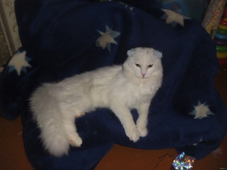 Шотландская вислоухая кошка метис