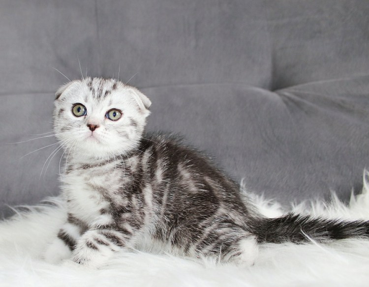 Метис шотландской и обычной кошки