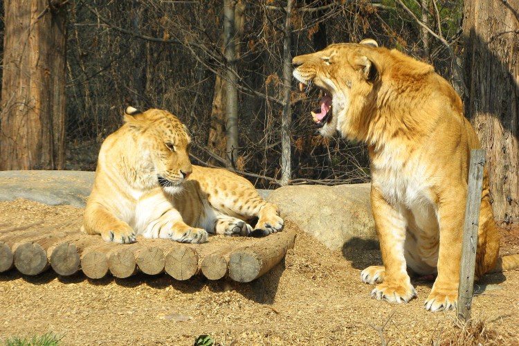 Новосибирский зоопарк Лигры