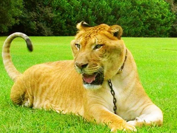 Лигр и тигролев Геркулес