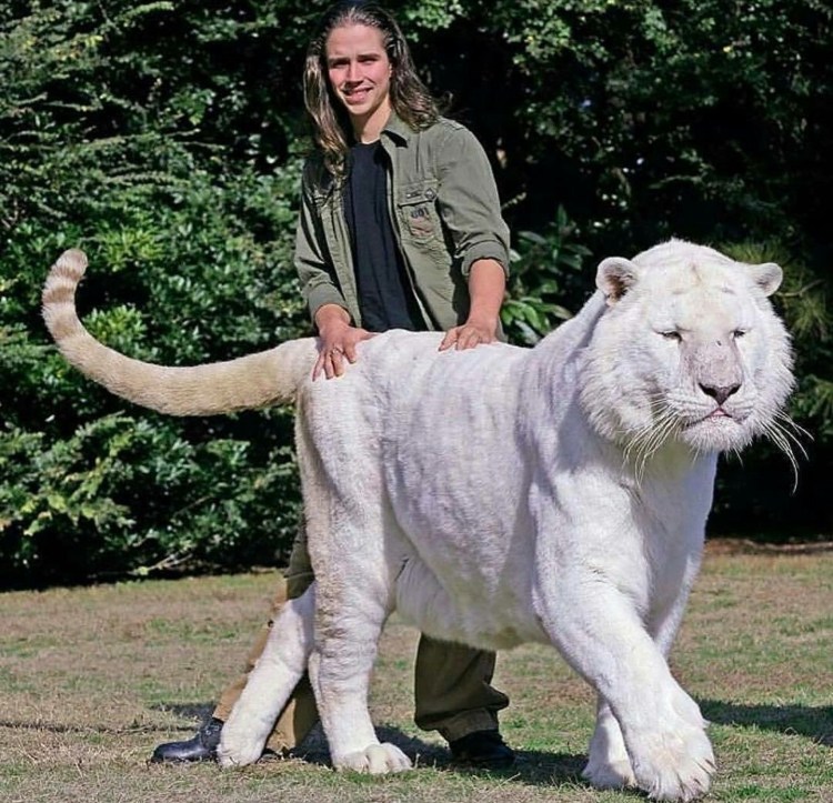 Гибрид Льва и лошади