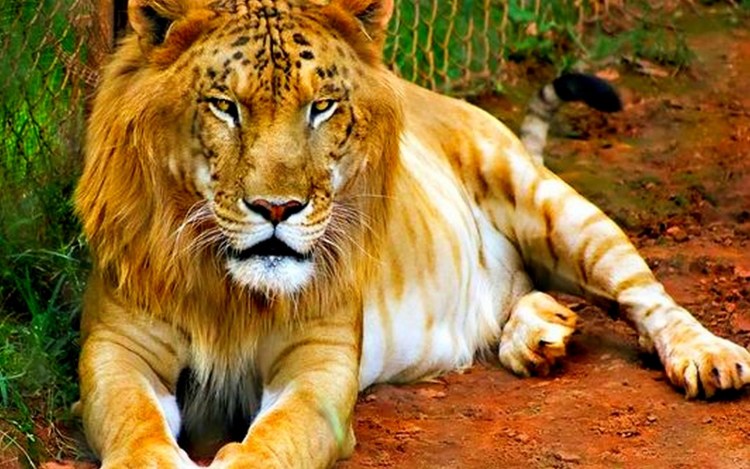 Лигр и тигролев Геркулес