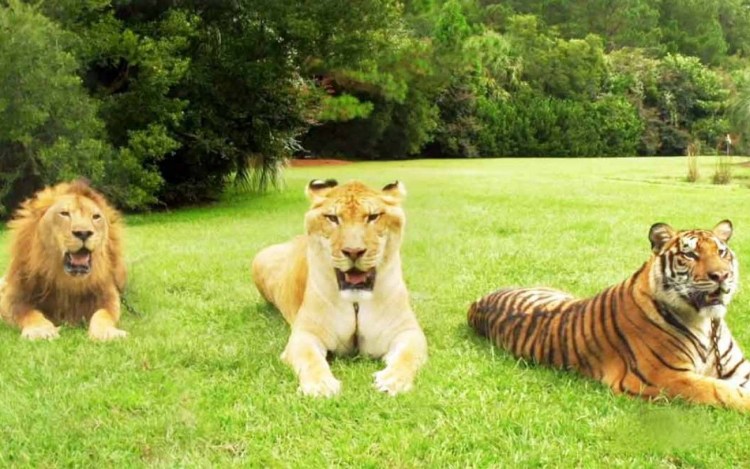 ТИГОН гибрид