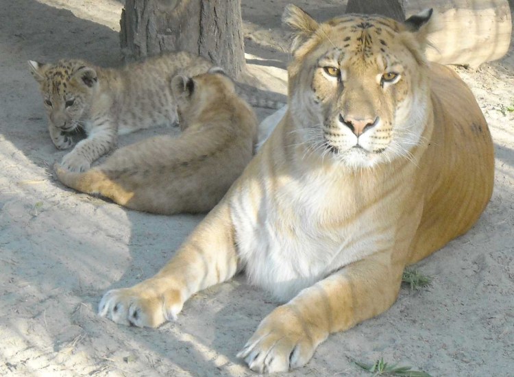 Лигр Аполлон