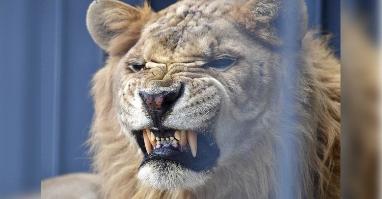 Лигр Лигр Геркулес