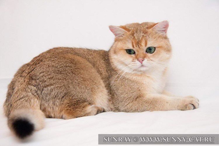 Шотландская шиншилла кот рыжий