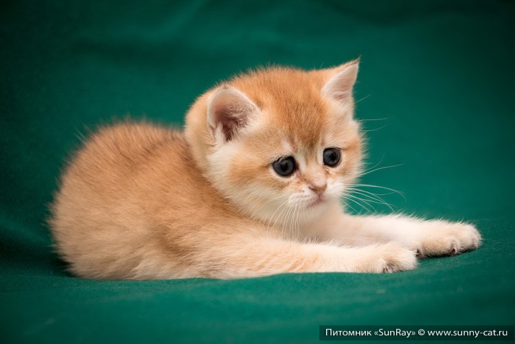 Экзот Золотая шиншилла