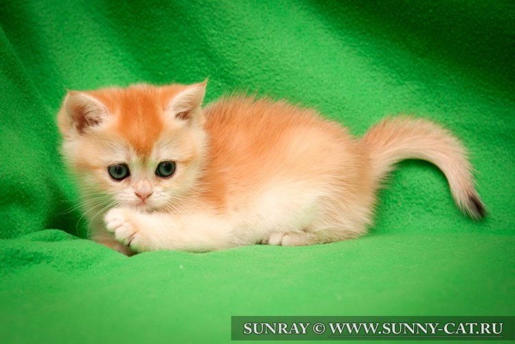 Британская шиншилла персиковая