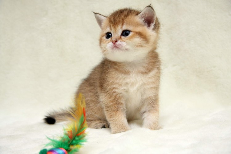 Скоттиш страйт Золотая короткошерстная