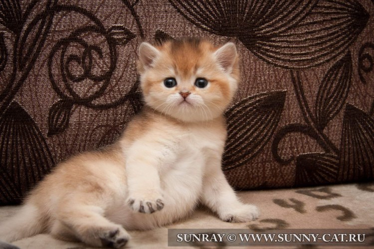 Огненно рыжая шиншилла Британская