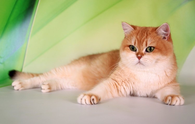 Британская Золотая шиншилла Манчкин