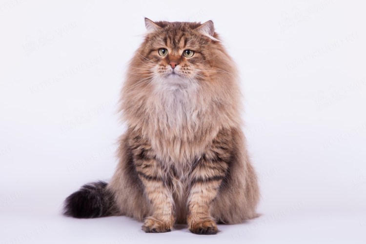 Пушистый Сибирский кот