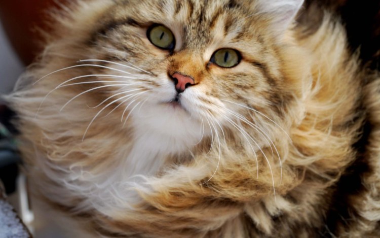 Сибирская кошка агути