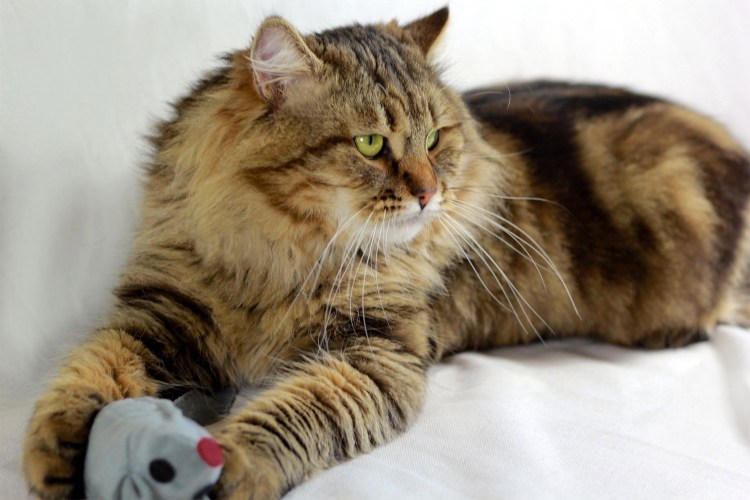 Сибирская кошка агути