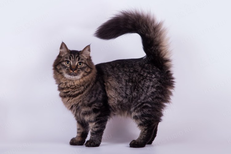 Сибирская дымчатая длинношерстная