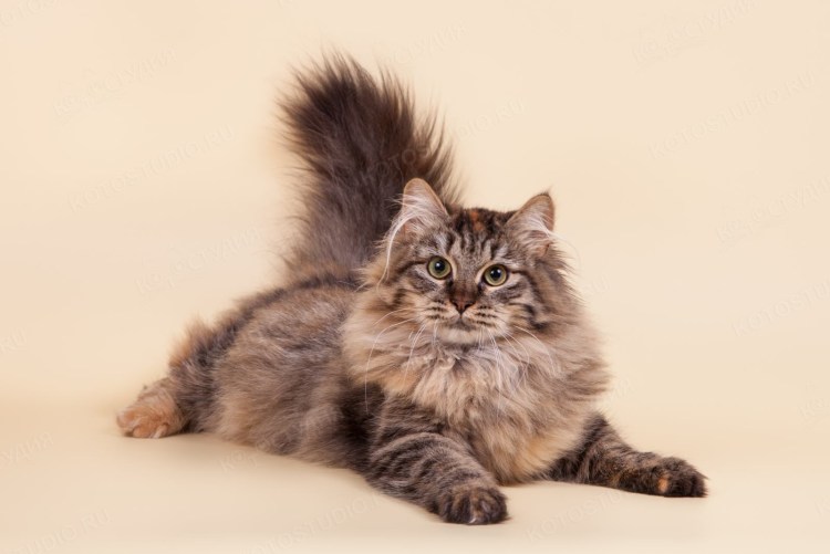 Сибирский Лесной кот