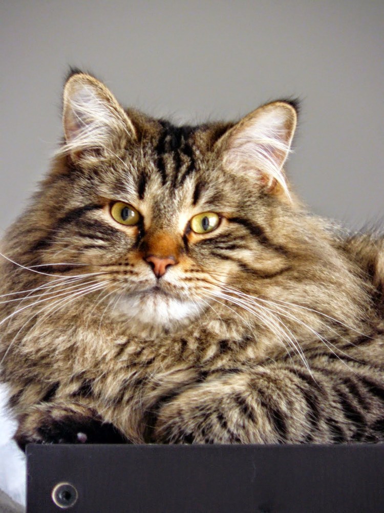 Большой Сибирский кот